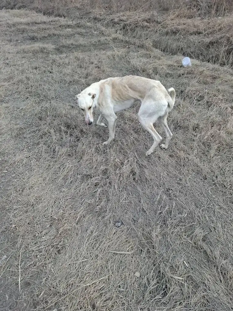 Потерянная русская борзая около ипподрома - Собаки (Животные) в Емельяново
