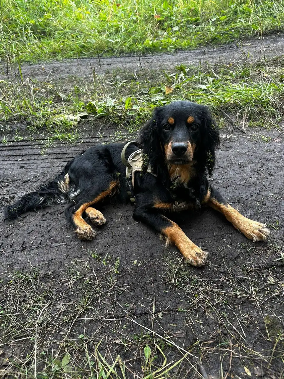 Потерянный черно-рыжий щенок спаниеля - Потерянные животные (Животные) в Красноярск