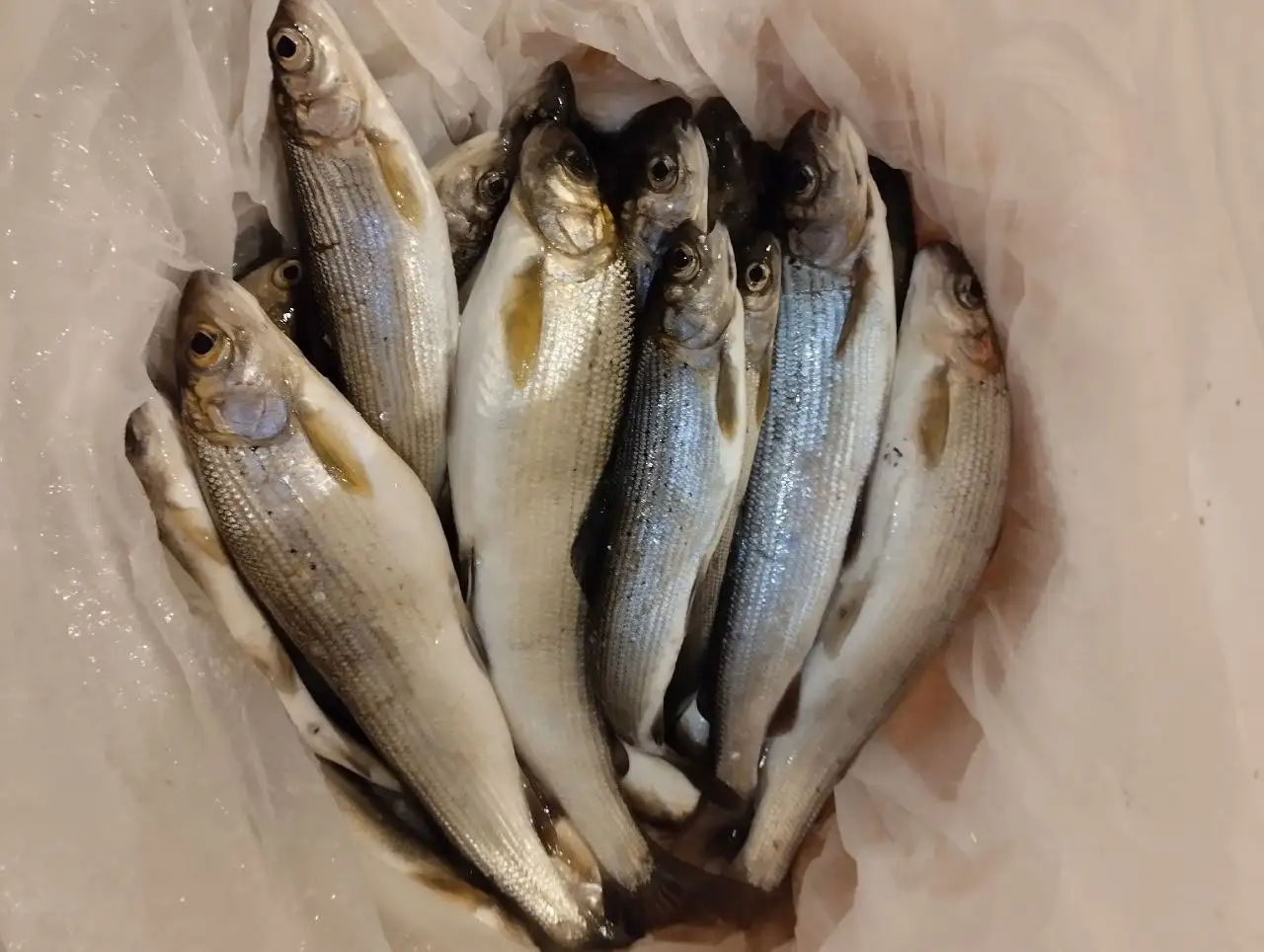 Продажа свежепойманного хариуса - Рыба (Животные) в Красноярск