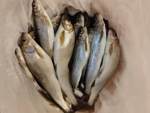 Продажа свежепойманного хариуса - частное объявление в Красноярск