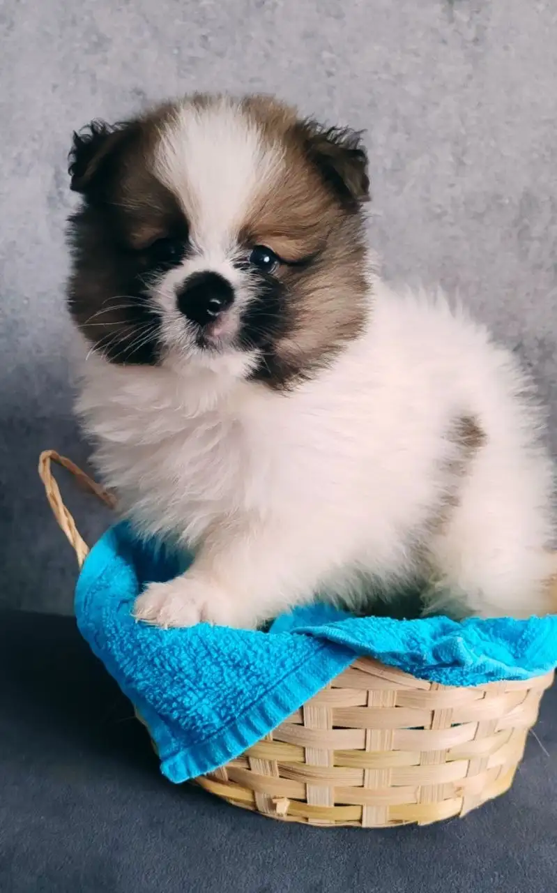 Шпицы-валентинки ищут своих людей - Собаки (Животные) в Красноярск