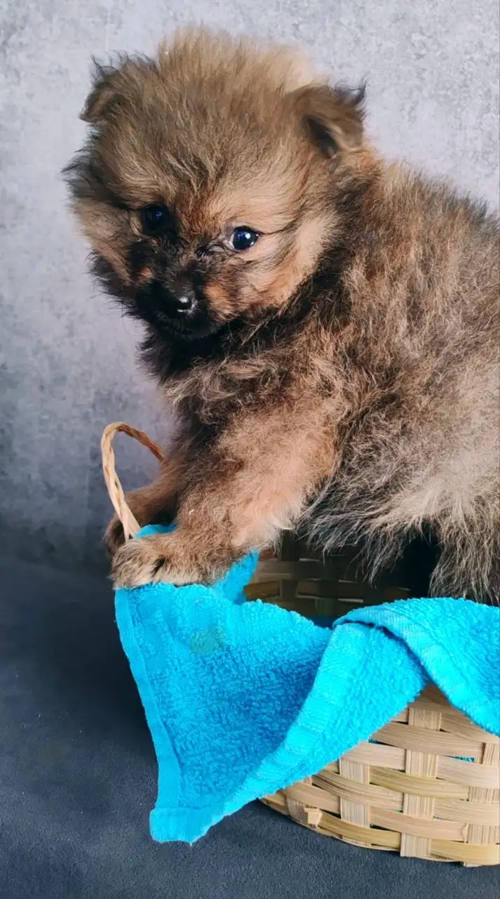 Шпицы-валентинки ищут своих людей - Собаки (Животные) в Красноярск