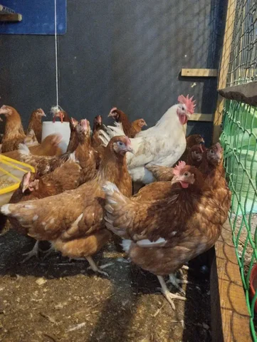 Продажа кур и петухов в Емельяново и Красноярске - частное объявление в Красноярск