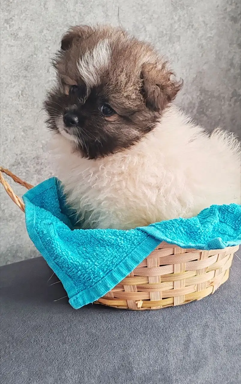 Шпицы-валентинки ищут своих людей - Собаки (Животные) в Красноярск