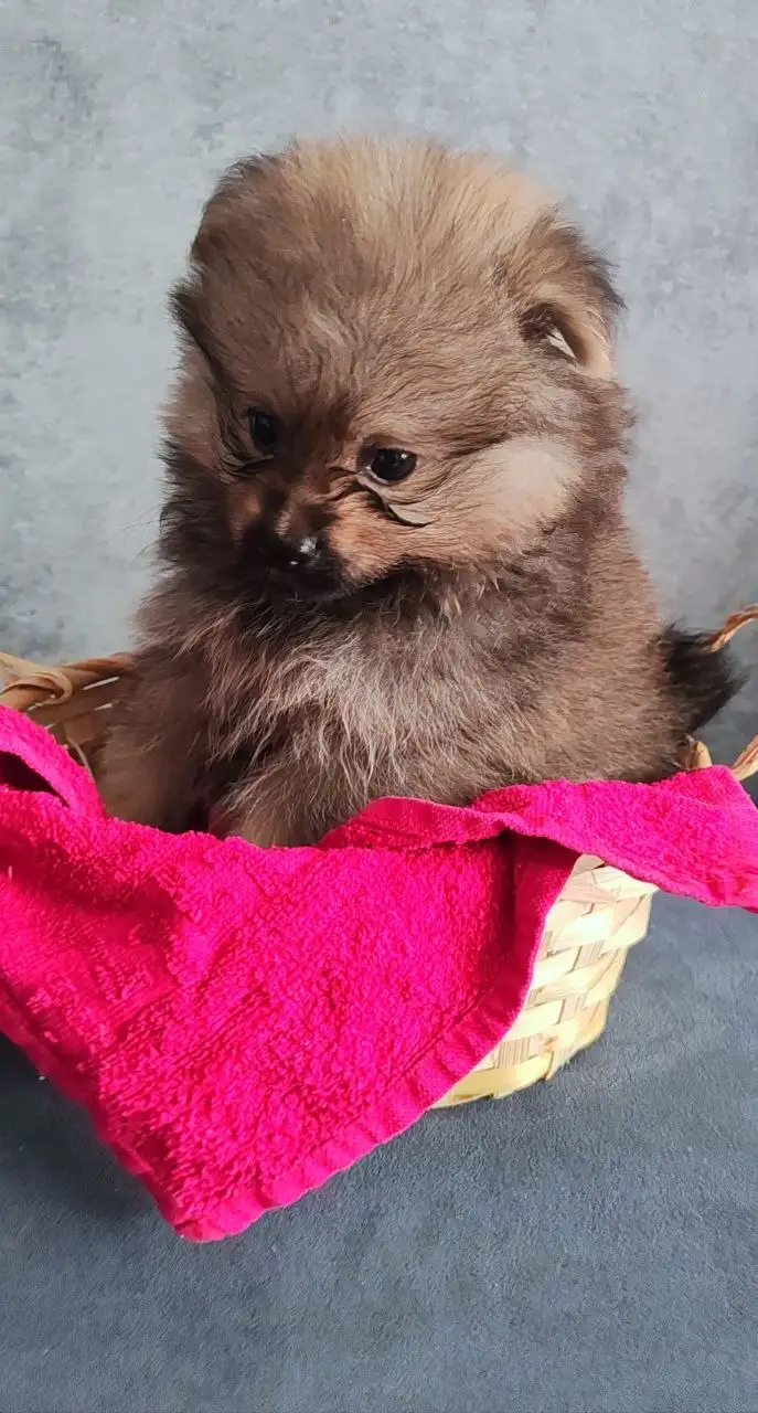 Шпицы-валентинки ищут своих людей - Собаки (Животные) в Красноярск