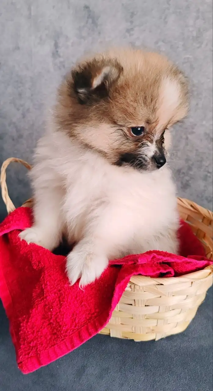 Шпицы-валентинки ищут своих людей - Собаки (Животные) в Красноярск