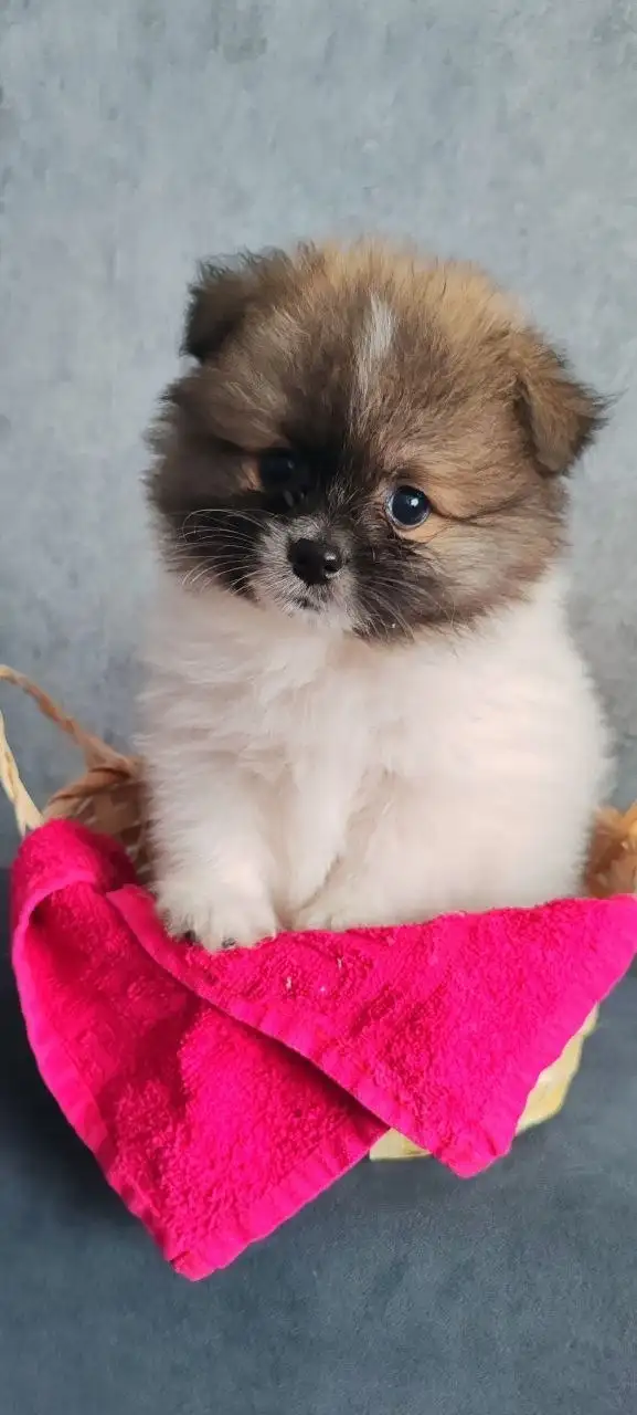 Шпицы-валентинки ищут своих людей - Собаки (Животные) в Красноярск