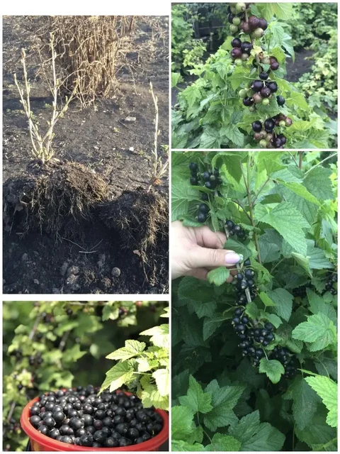 Саженцы вишни и смородины в Березовке - Саженцы в Березовка