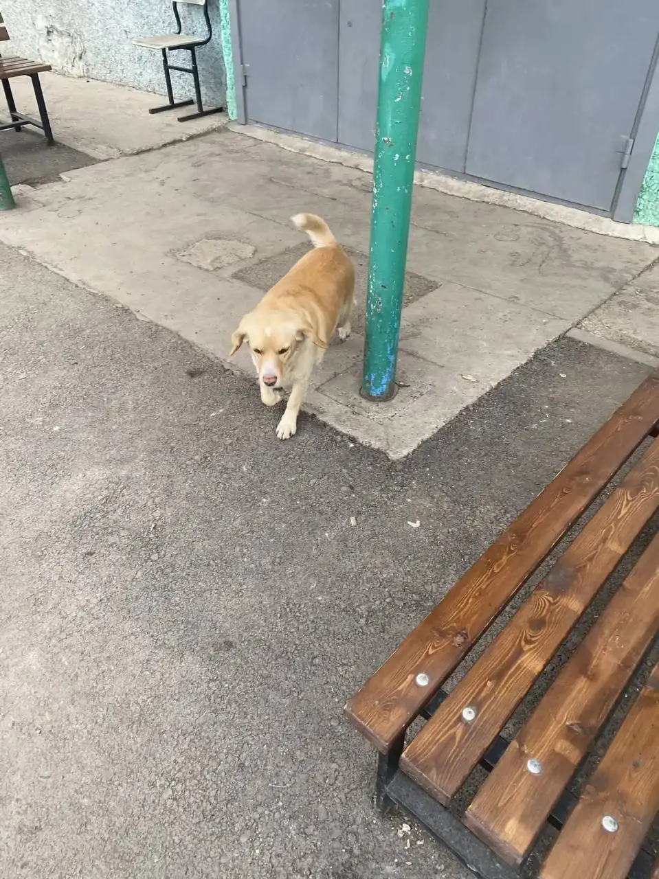 Потеряшка на улице Борцов - Потерянные/Найденные (Животные) в Красноярск