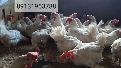Куры несушки годовалые белые с доставкой - Благотворительность в Красноярск