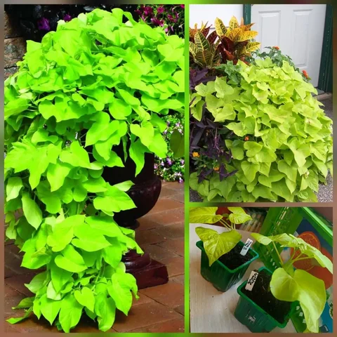 Продажа укоренённых кустиков Ипомея батат Лайт Грин - Лотерея в Красноярск