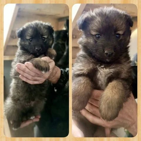 Щенок для охраны частного дома - Благотворительность в Красноярск