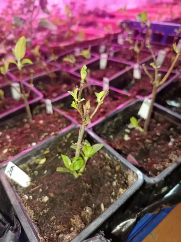 Продам саженцы гортензии разных сортов - Встречи с писателями в Красноярск