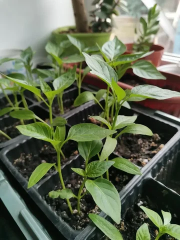 Рассада сладкого перца - Встречи с писателями в Красноярск