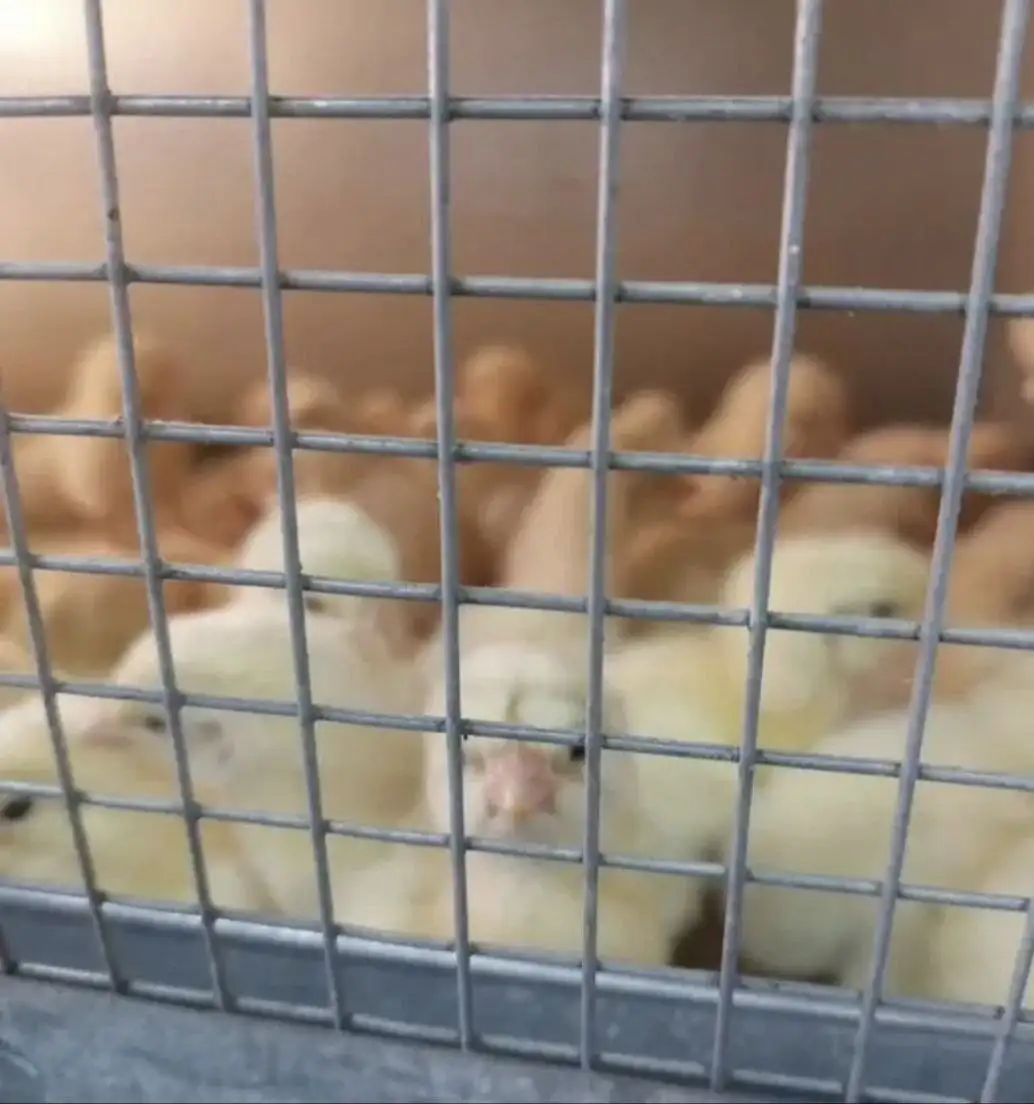 Цыплята бройлера Росс 308 Беларусь - Птица (Животные) в Емельяново