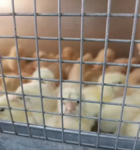 Цыплята бройлера Росс 308 Беларусь - Козы в Емельяново