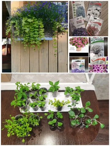 Продажа рассады цветов - Растения и рассада в Красноярск