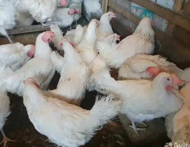 Продажа двухгодовалых кур несушек и готового бизнеса по производству яиц - Птица (Животные) в Емельяново