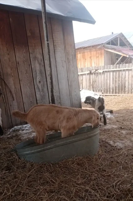 Продажа козликов Чехо-нубы - Козы в Емельяново