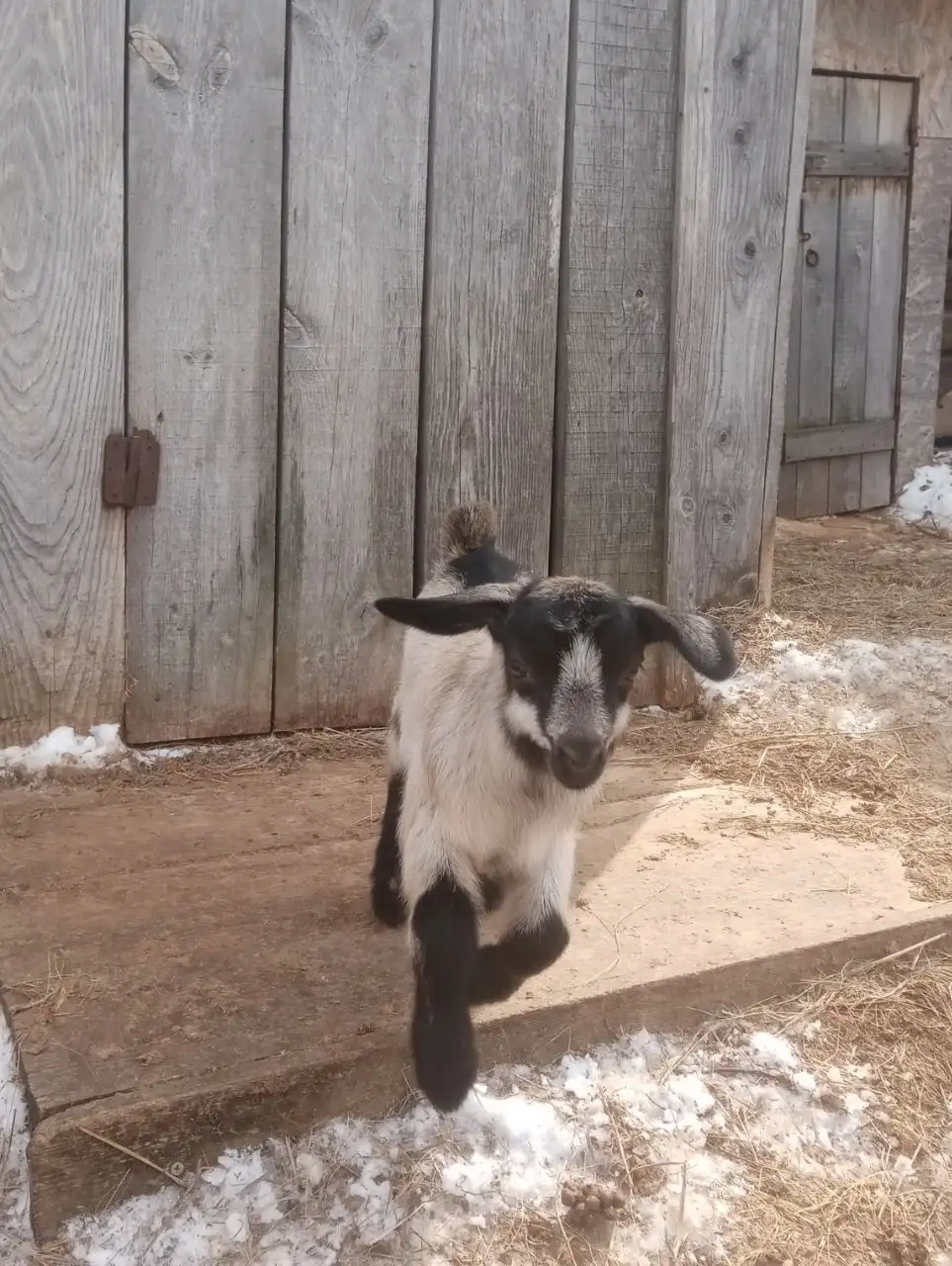Продажа козликов Чехо-нубы - Козы (Животные) в Емельяново