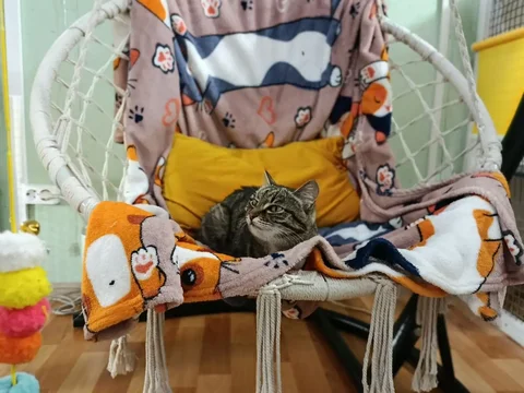 Зоогостиница для кошек 'Усики и хвостики' в Красноярске - Зоогостиница в Красноярск