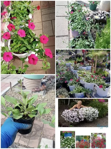 Продажа суперкаскадной петунии огромных размеров - Встречи с писателями в Красноярск