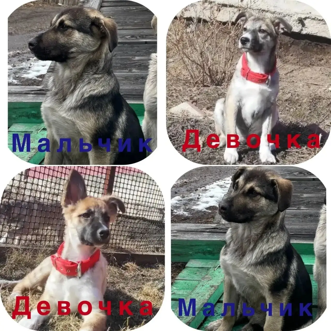 Щенки алабая 5 месяцев ищут дом - Собаки (Животные) в Красноярск