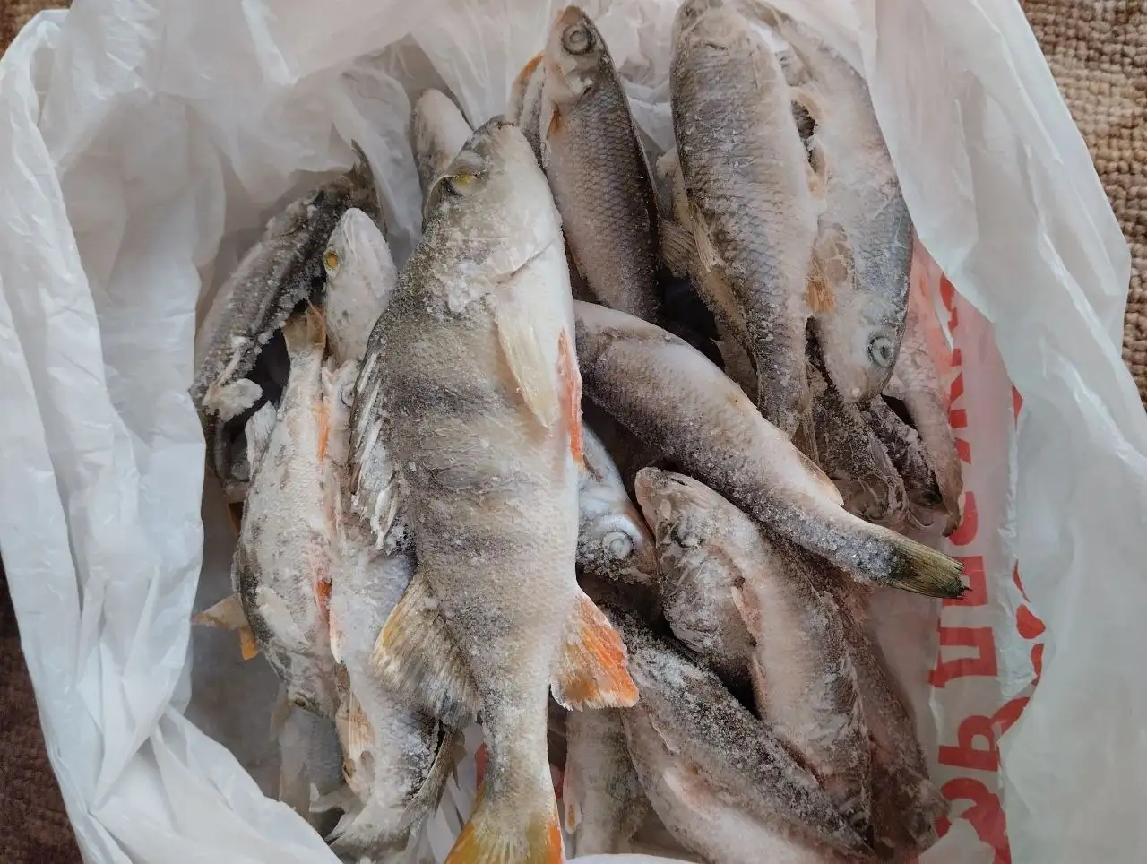 Продажа ельчиков и окуньков - Рыбы (Животные) в Емельяново