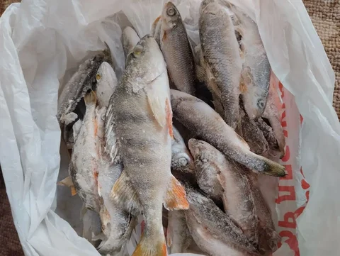 Продажа ельчиков и окуньков - Рыбы в Емельяново