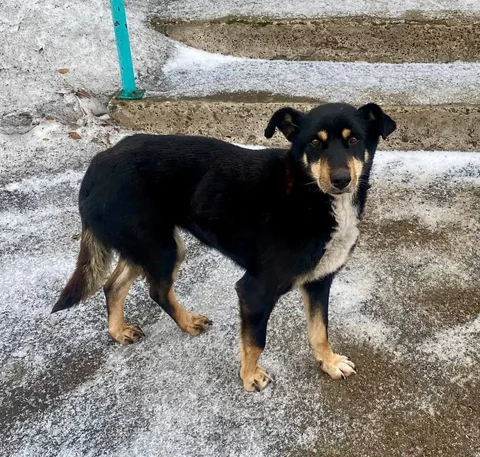 Собака ищет дом в Емельяново - Рыбы в Емельяново