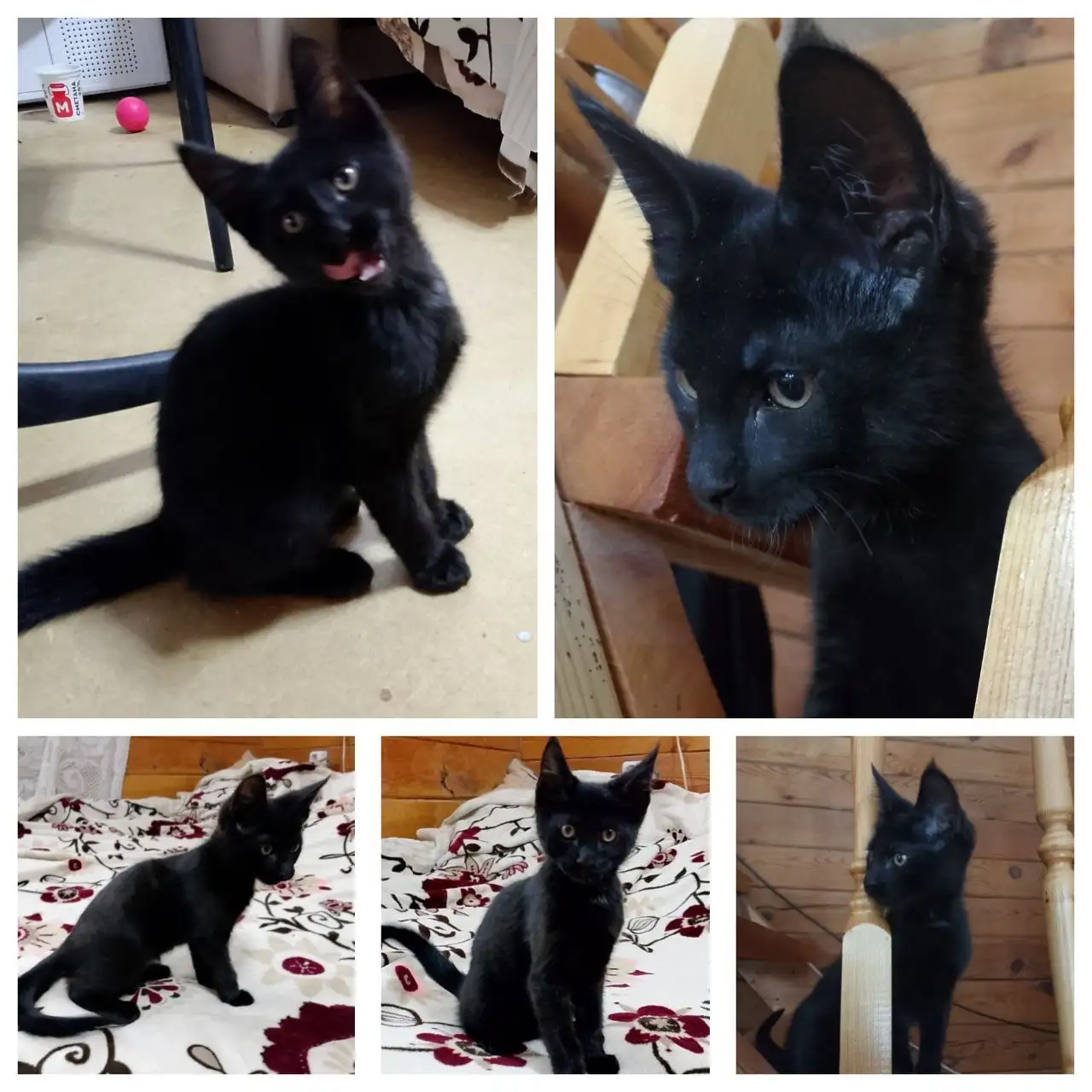 Котенок для пристройства в Красноярске - Кошки (Животные) в Красноярск