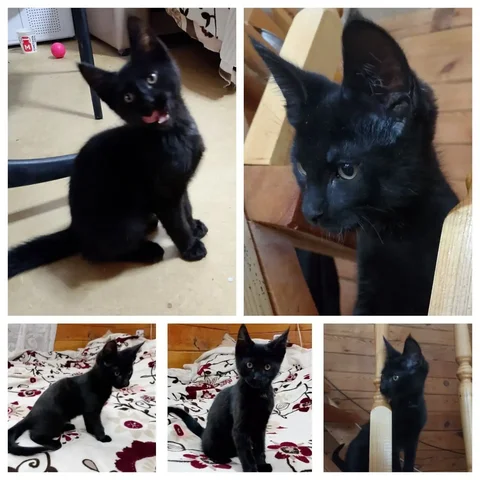Котенок для пристройства в Красноярске - Животные в Красноярск