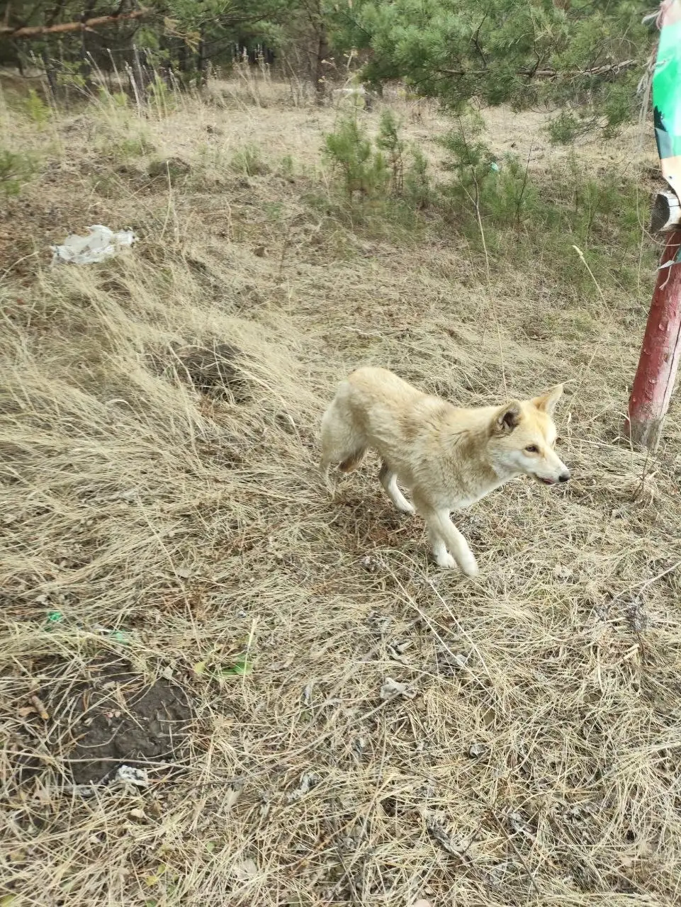 Найдена лиса в лесу, ищем дом - Животные в Емельяново