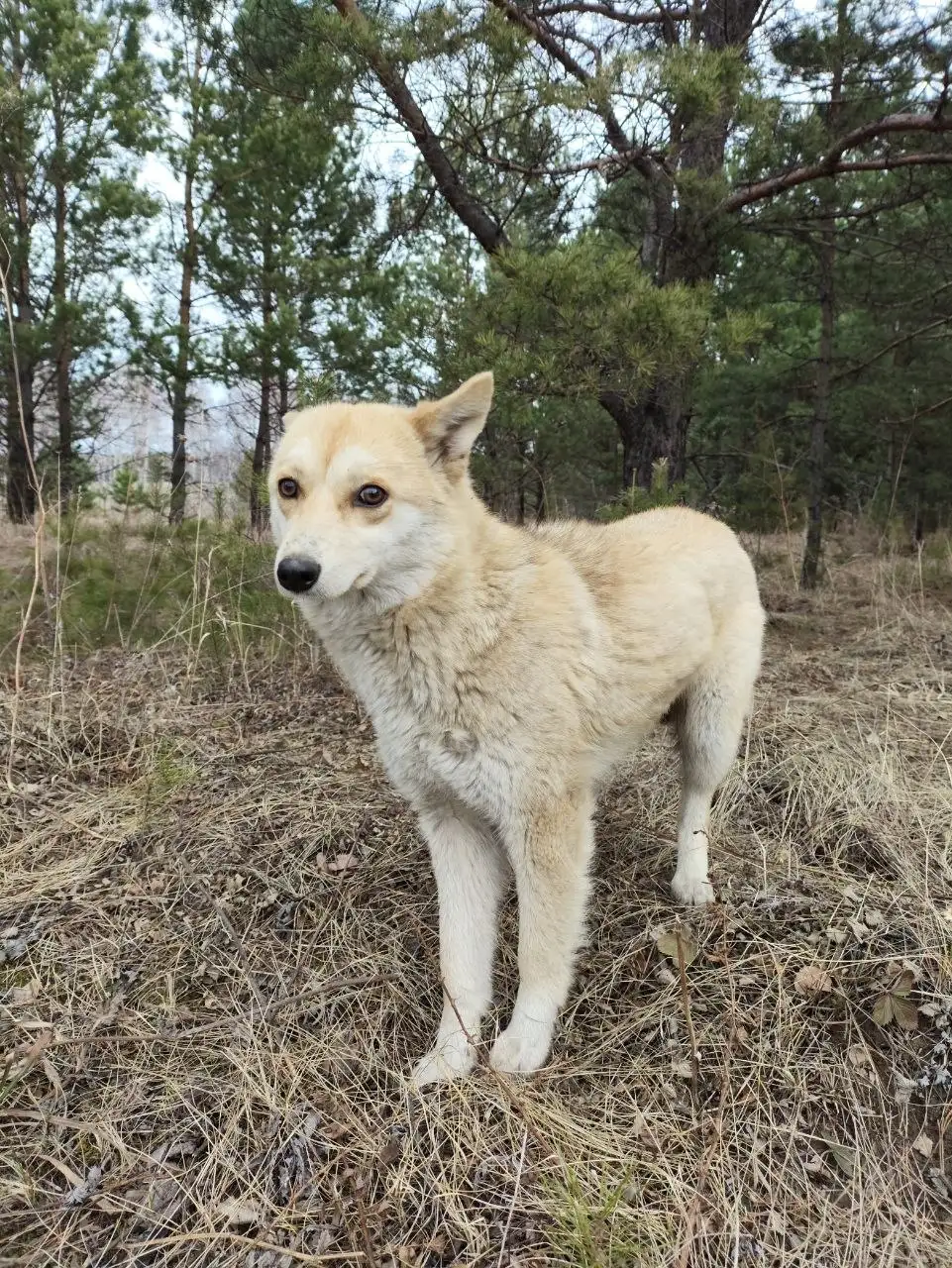 Найдена лиса в лесу, ищем дом - Животные в Емельяново