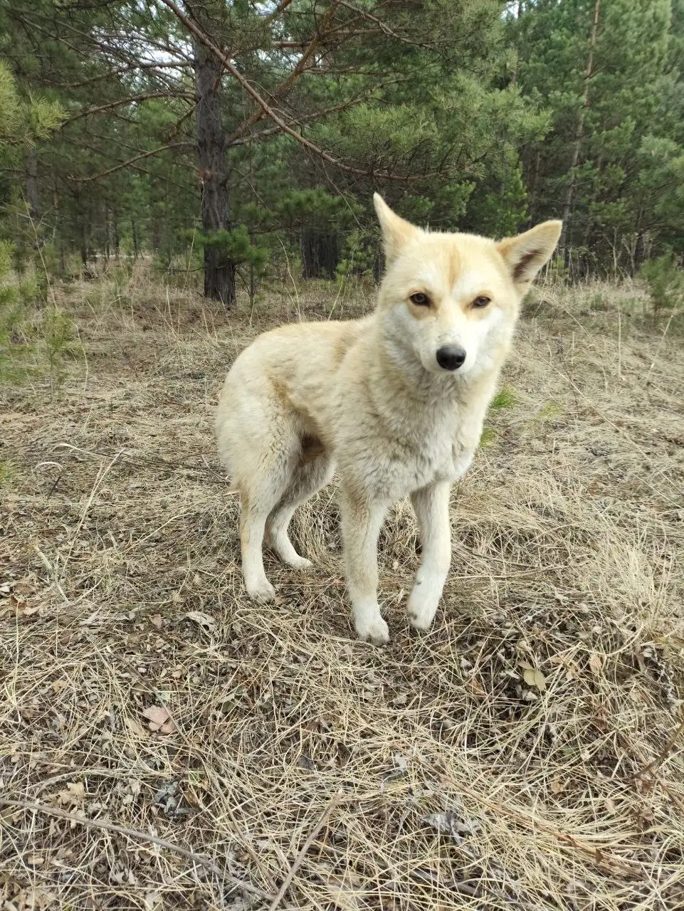 Найдена лиса в лесу, ищем дом - Животные в Емельяново