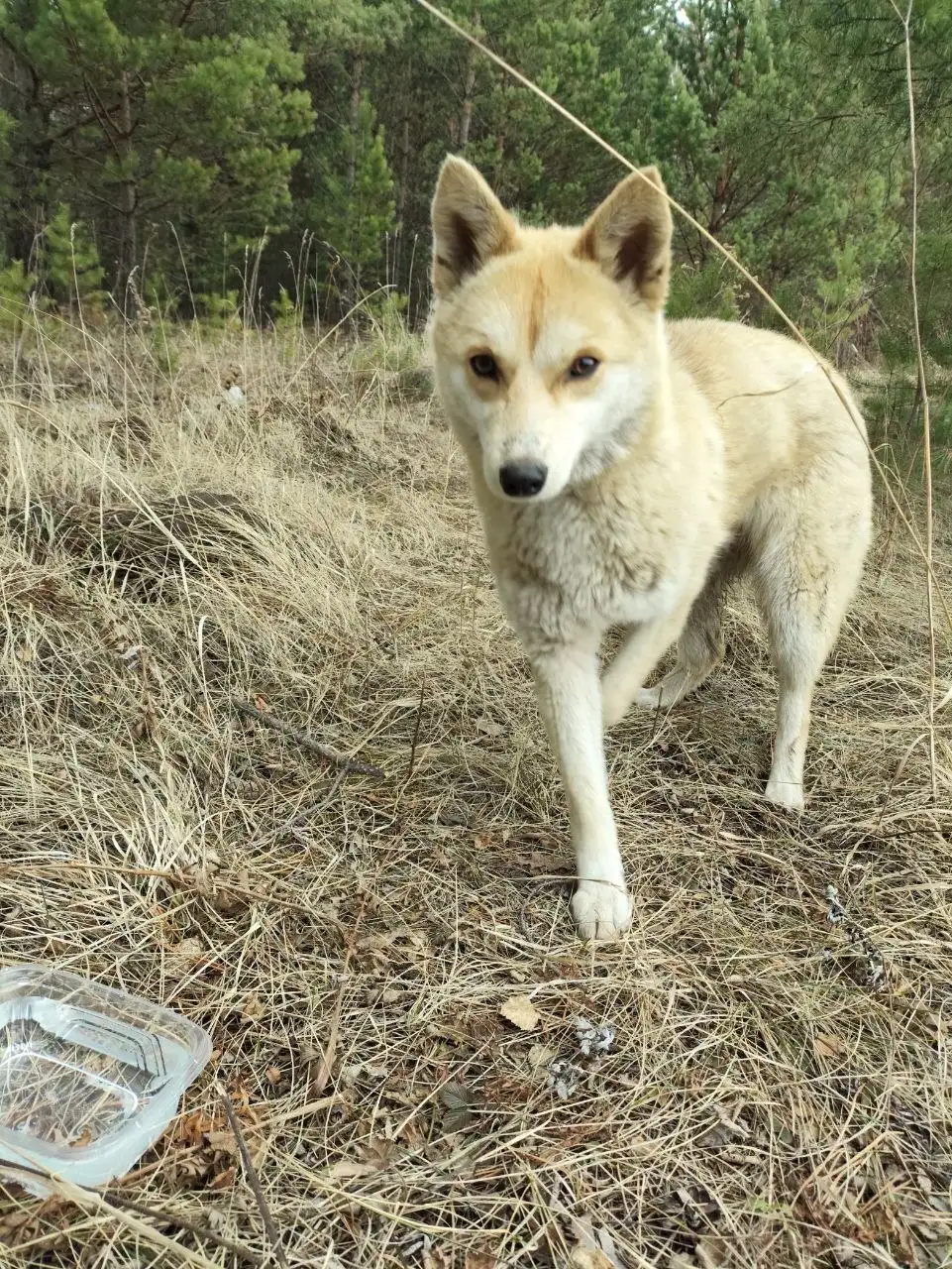 Найдена лиса в лесу, ищем дом - Животные в Емельяново