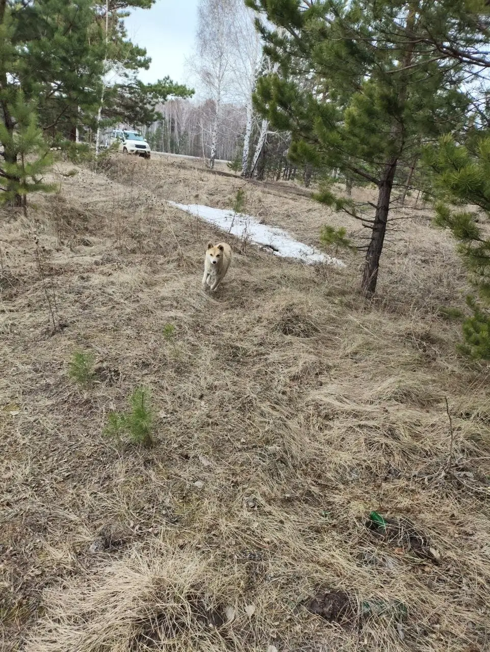 Найдена лиса в лесу, ищем дом - Животные в Емельяново