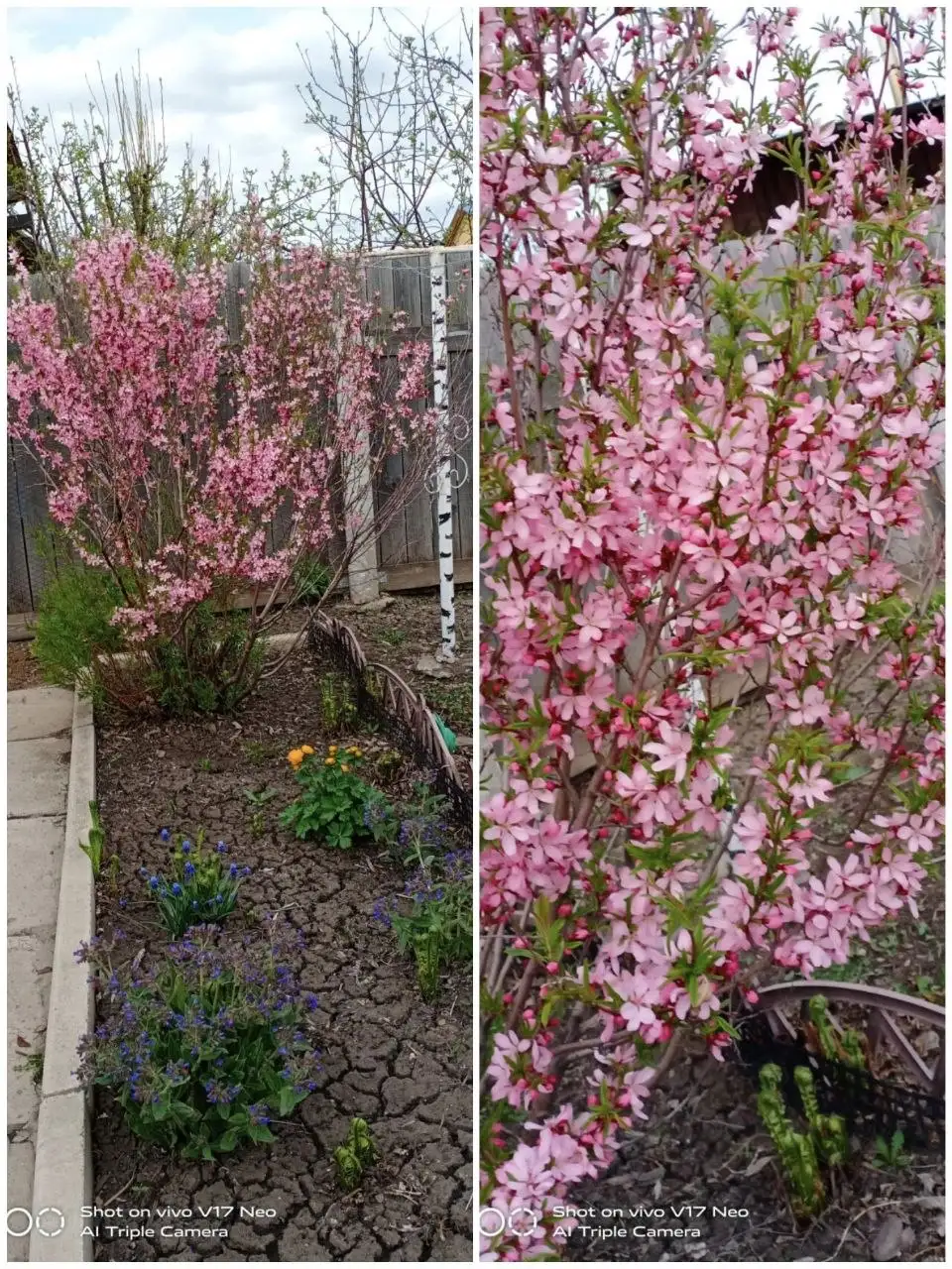 Продажа саженцев миндаля и вишни - Саженцы (Для дома и дачи) в Березовка