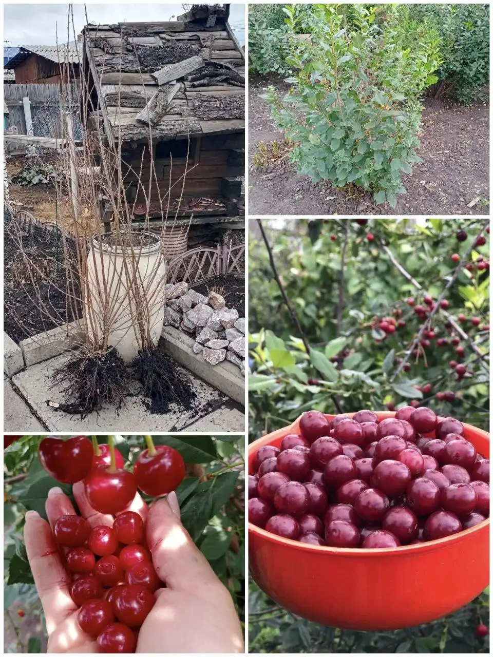 Продажа саженцев миндаля и вишни - Саженцы (Для дома и дачи) в Березовка