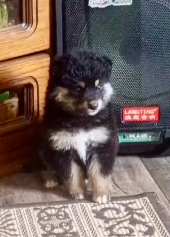 Собачка 2 месяца ищет дом - Собаки (Животные) в Красноярск