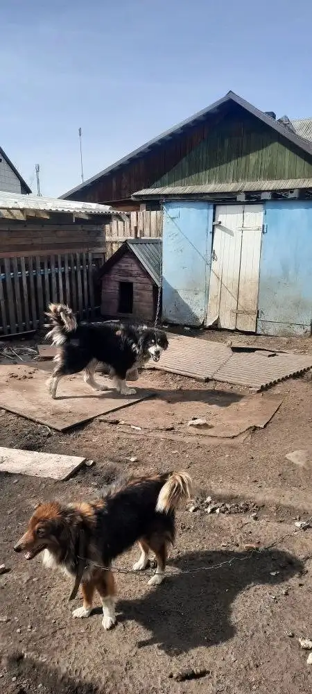 В дар отдают собаку (сторожа) 2 года, крупный кобель, усыпят если не заберут - Собаки (Животные) в Емельяново