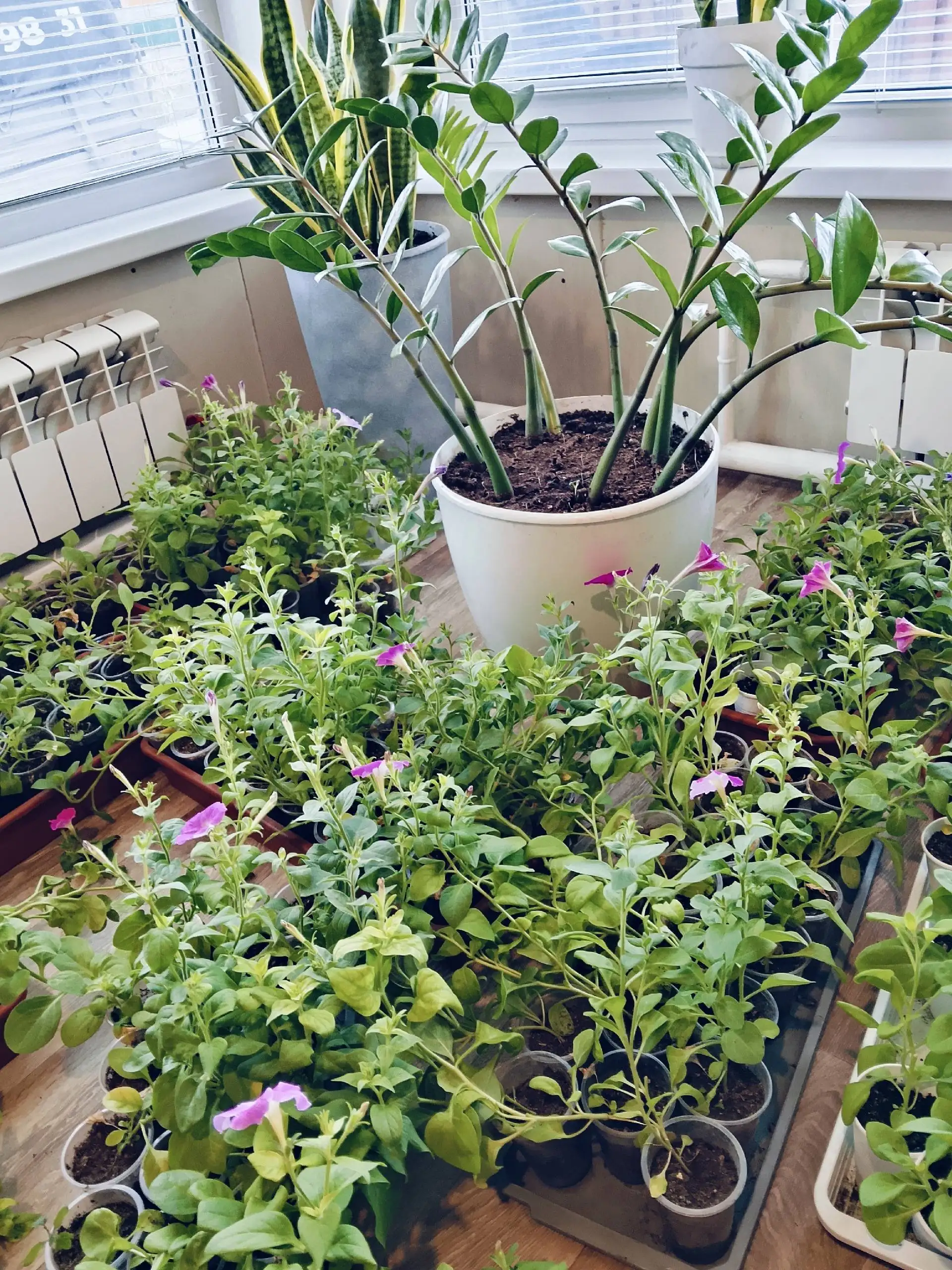 Продам петунью - Рассада и цветы (Для дома и дачи) в Красноярск