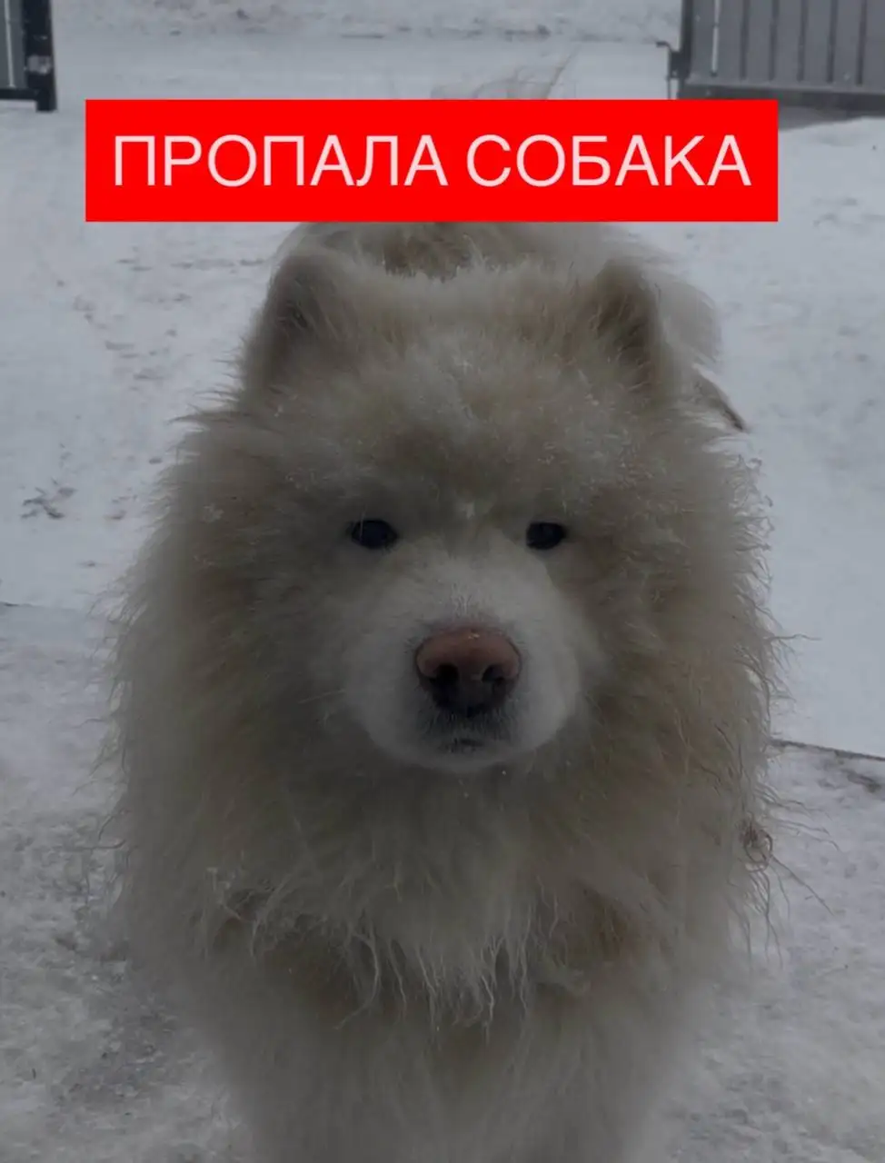 Пропала собака — самоед Флаффи - Потеряшки (Животные) в Красноярск