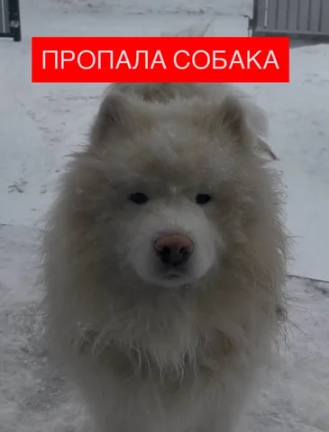 Пропала собака — самоед Флаффи - Птицы в Красноярск