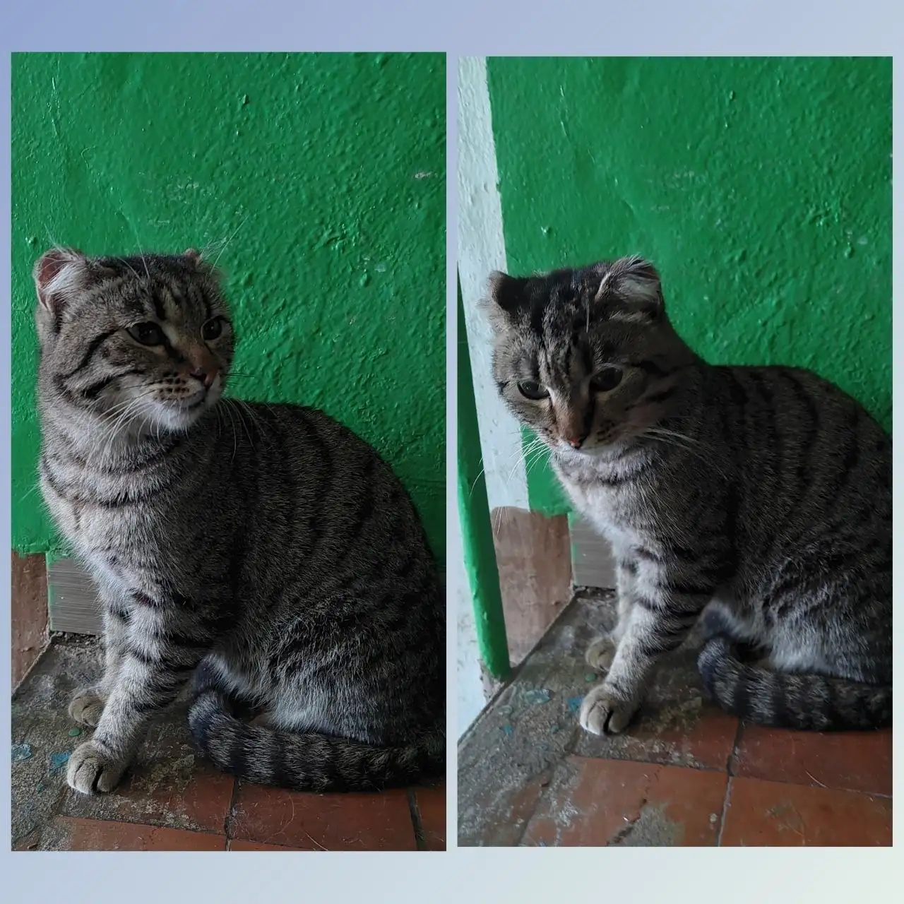 Отдам котика в добрые руки - Кошки (Животные) в Красноярск