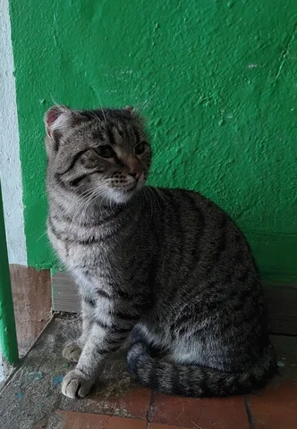 Отдам котика в добрые руки - Птицы в Красноярск