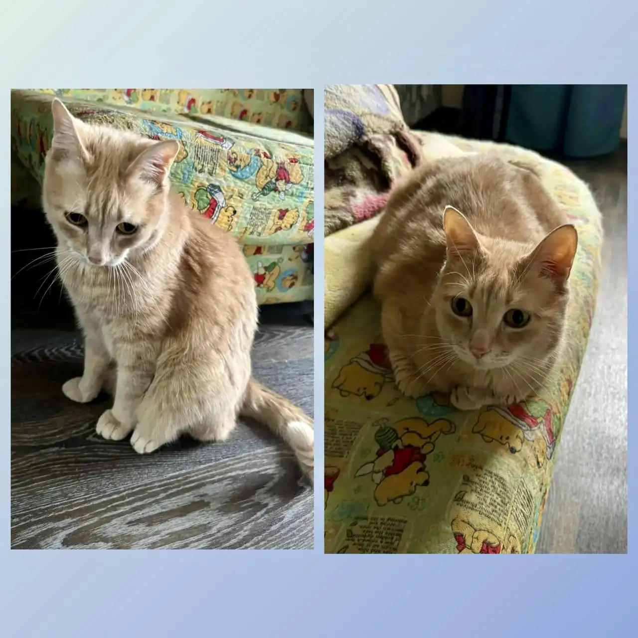 Милый котик ищет хозяев - Кошки (Животные) в Красноярск