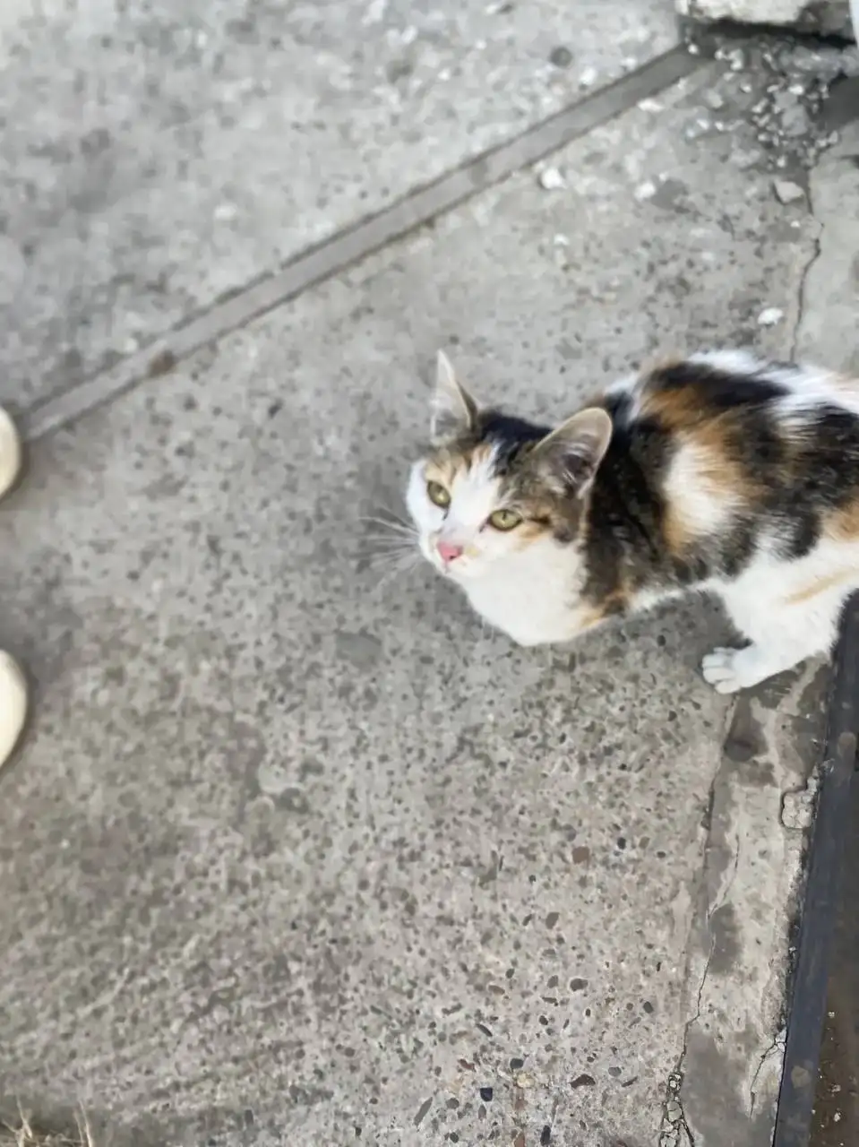 Котенок срочно ищет дом - Кошки (Животные) в Красноярск