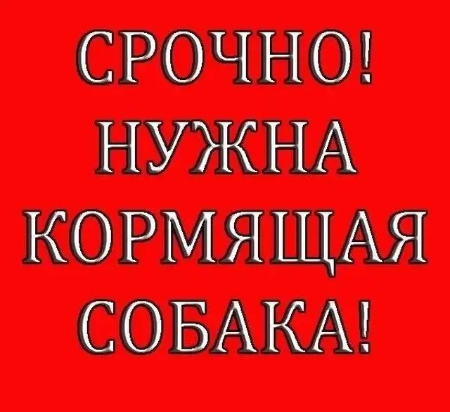 Щенок ищет дом - Птица в Емельяново