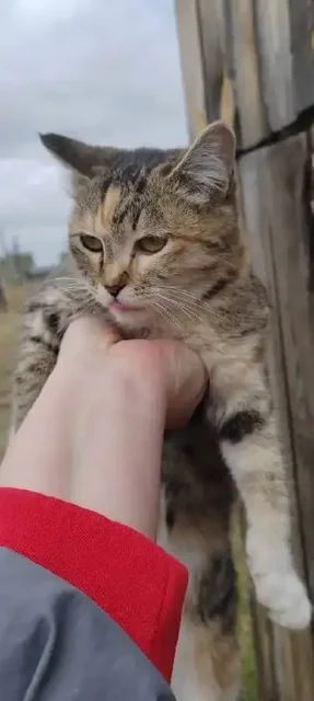 Отдам котенка в добрые руки - Птица в Емельяново